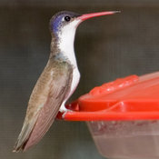 Violet-crowned Hummingbird